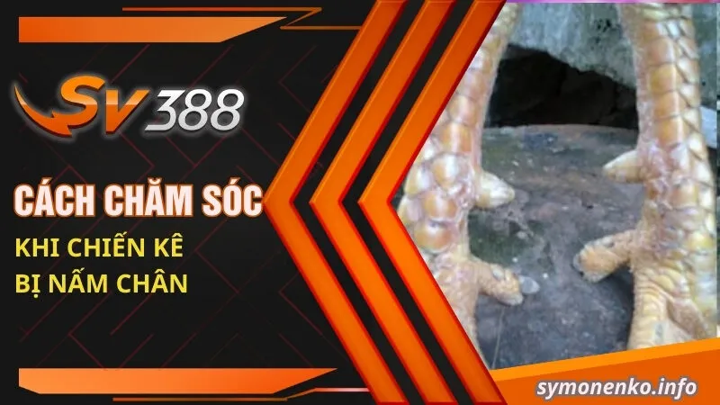 Phương Pháp Trị Gà Bị Nấm Chân Nhanh Khỏi Nhất 5 Cách chăm sóc khi chiến kê bị nấm chân