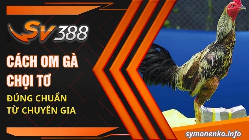 Cách Om Gà Chọi Tơ Cực Đơn Giản Và Hữu Hiệu Cho Sư Kê 2 Cách om gà chọi tơ đúng chuẩn từ chuyên gia