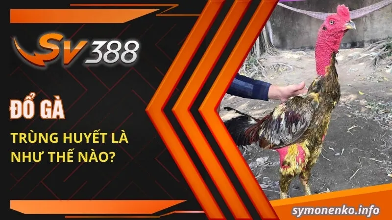 Kỹ thuật Đổ Gà Đá Hiệu Quả Để Chọn Ra Giống Tốt Nhất 2 Đổ gà trùng huyết là như thế nào?