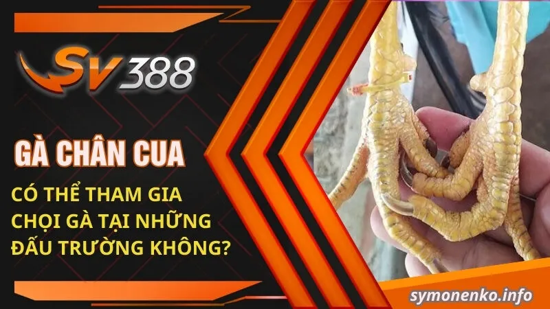 Gà Chân Cua Là Giống Gà Gì? Kỹ Thuật Đá Có Hay Không? 3 Gà chân cua có thể tham gia chọi gà tại những đấu trường không?