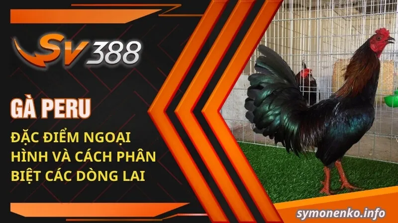 ga peru dac diem ngoai hinh va cach phan biet cac dong lai