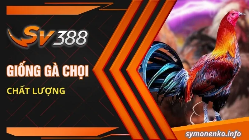 Đá Gà Philippines - Trải Nghiệm Không Khí Sôi Động, Thăng Hoa 3 Giống gà chọi chất lượng