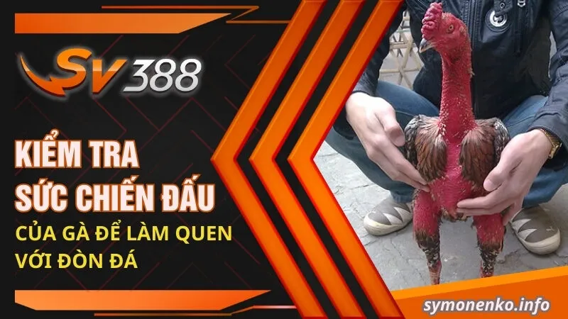 Cách Vần Gà Chọi Non: Tuyệt Chiêu Giúp Chiến Kê Toàn Thắng 3 Kiểm tra sức chiến đấu của gà để làm quen với đòn đá