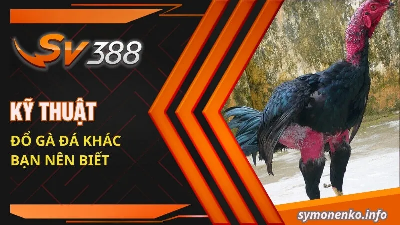Kỹ thuật Đổ Gà Đá Hiệu Quả Để Chọn Ra Giống Tốt Nhất 4 Kỹ thuật đổ gà đá khác bạn nên biết