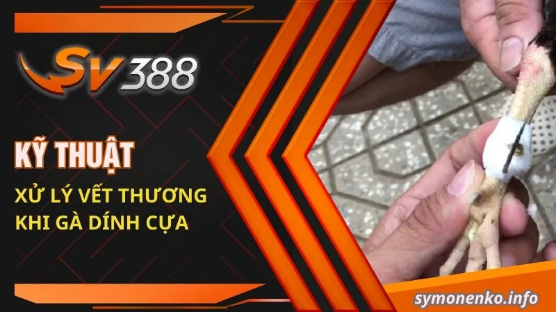 Kỹ thuật xử lý vết thương khi gà dính cựa