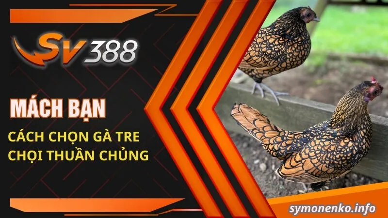 Đá Gà Tre Và Những Bí Mật Chưa Ai Tiết Lộ Cho Bạn 2 Mách bạn cách chọn gà tre chọi thuần chủng