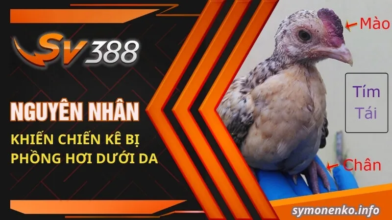 Gà Bị Phồng Hơi Dưới Da | Nguyên Nhân Và Cách Khắc Phục Hiệu Quả 3 Nguyên nhân khiến chiến kê bị phồng hơi dưới da