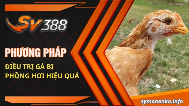Gà Bị Phồng Hơi Dưới Da | Nguyên Nhân Và Cách Khắc Phục Hiệu Quả 4 Phương pháp điều trị gà bị phồng hơi hiệu quả