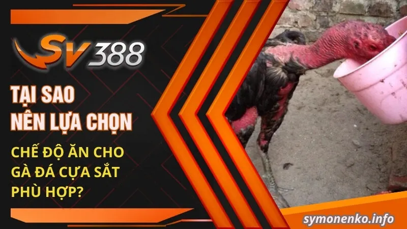 Thực Đơn Chế Độ Ăn Cho Gà Đá Cựa Sắt Hiệu Quả Nhất 2025 2 Tại sao nên lựa chọn chế độ ăn cho gà đá cựa sắt phù hợp?