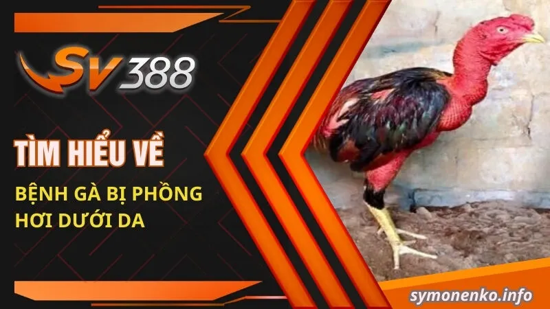 Gà Bị Phồng Hơi Dưới Da | Nguyên Nhân Và Cách Khắc Phục Hiệu Quả 2 Tìm hiểu về bệnh gà bị phồng hơi dưới da