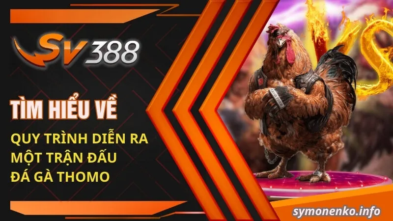Đá Gà Thomo| Mách Bạn Những Sự Thật Bí Ẩn Xung Quanh Nó 4 Tìm hiểu về quy trình diễn ra một trận đấu đá gà Thomo