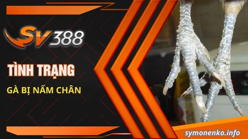 Phương Pháp Trị Gà Bị Nấm Chân Nhanh Khỏi Nhất 2 Tình trạng gà bị nấm chân