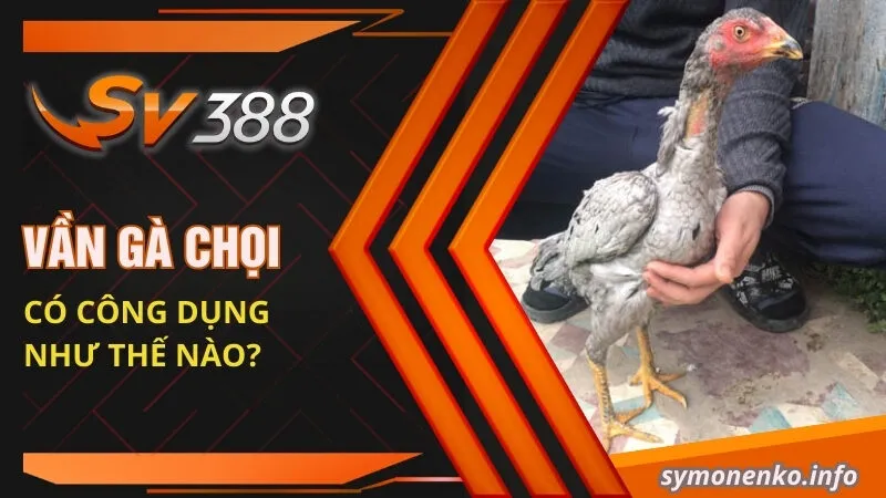 Cách Vần Gà Chọi Non: Tuyệt Chiêu Giúp Chiến Kê Toàn Thắng 2 Vần gà chọi có công dụng như thế nào?