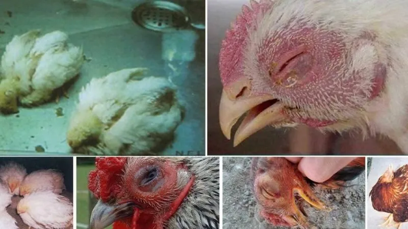 Các bệnh thường gặp khi nuôi gà đá bo lớn