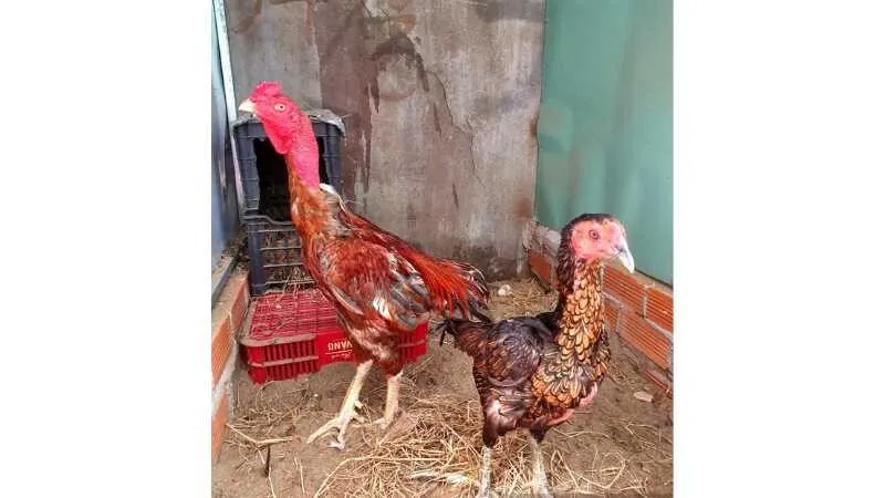 Gà Nòi Việt Nam – Huyền Thoại Bất Bại Trong Làng Gà Chọi 3 Đặc Điểm Nhận Diện Gà Nòi Việt Nam