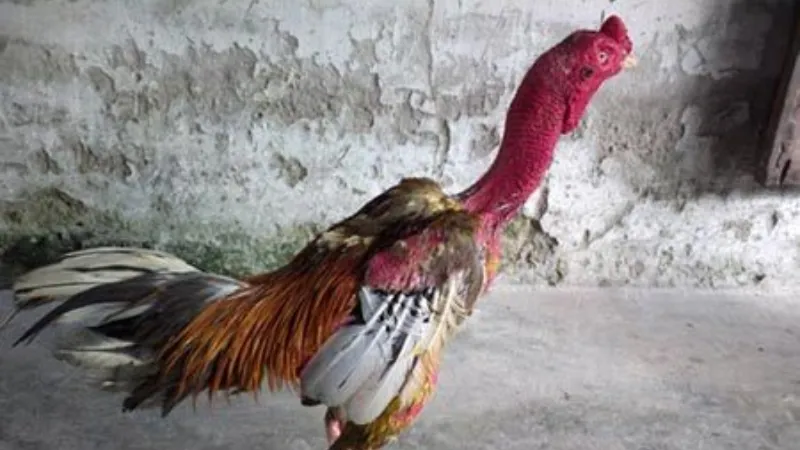 Gà Chọi Bình Định – Huyền Thoại Làng Đá Gà