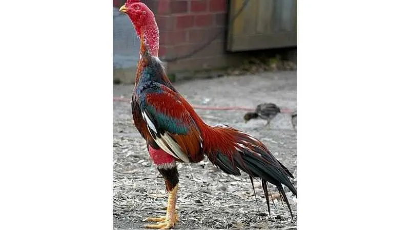 Gà Nòi Việt Nam – Huyền Thoại Bất Bại Trong Làng Gà Chọi 6 Gà Nòi Miền Bắc – Khôn Ngoan Và Bền Bỉ