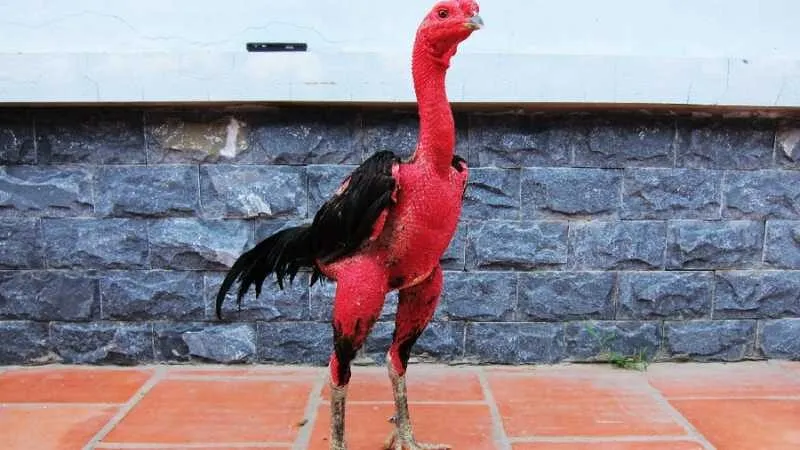 Gà Nòi Việt Nam – Huyền Thoại Bất Bại Trong Làng Gà Chọi