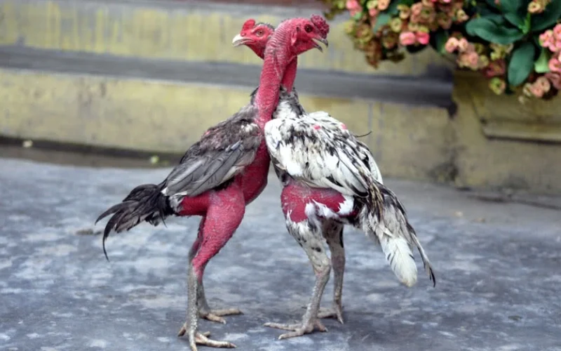 Hướng dẫn vần gà chiến đúng kỹ thuật